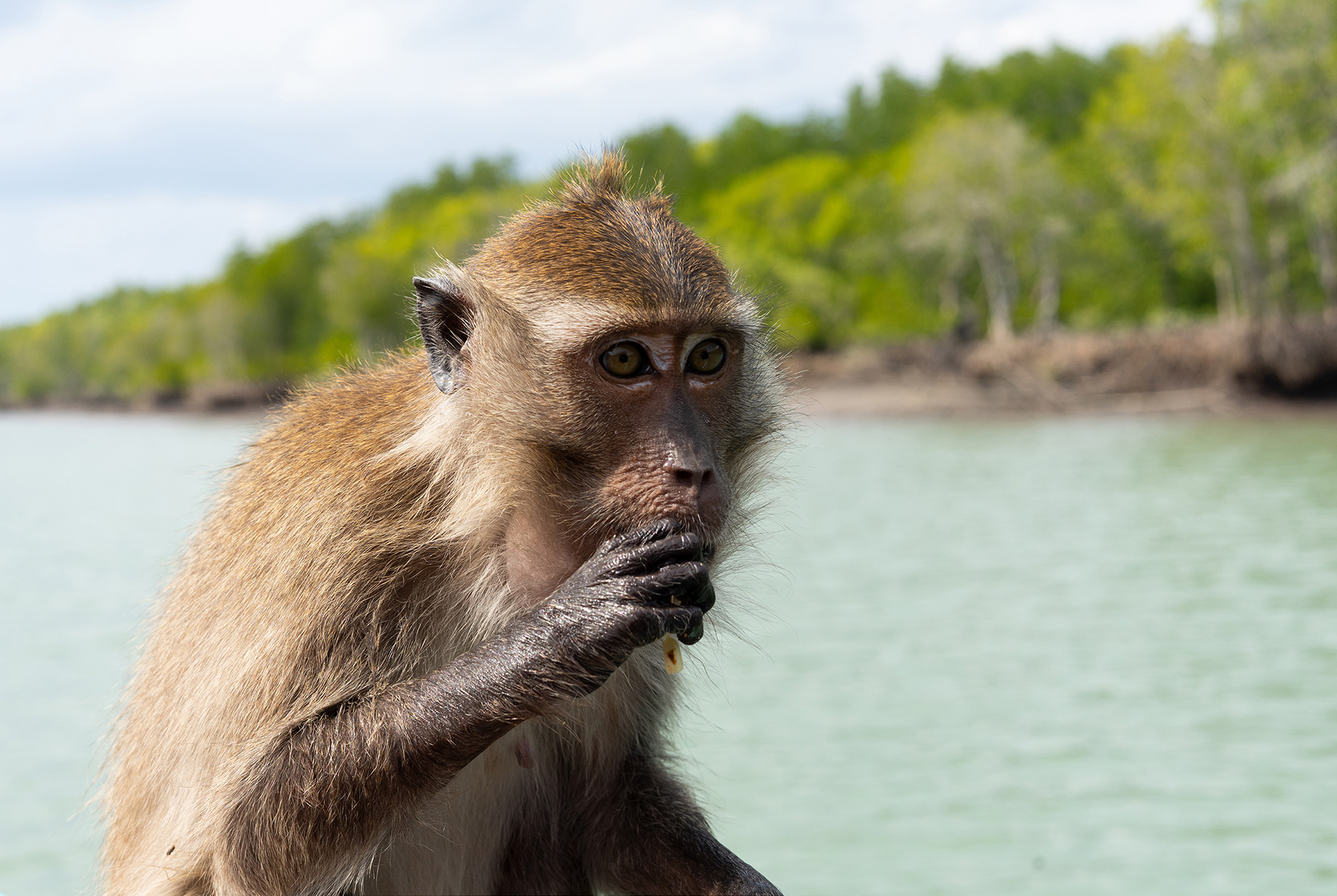 Foto eines Affen auf einem Boot der sich etwas in den Mund steckt.
